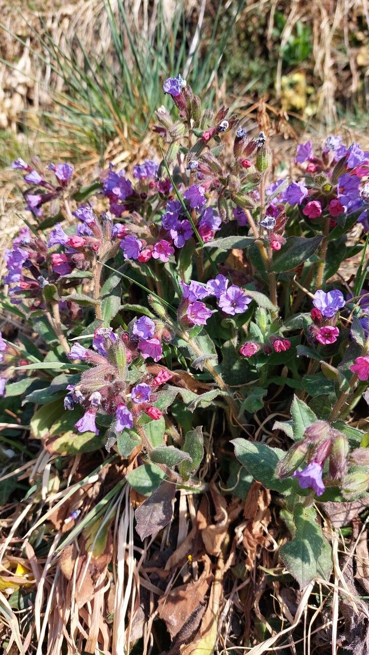 Pulmonaria montana — search result for 'Pulmonaria'
