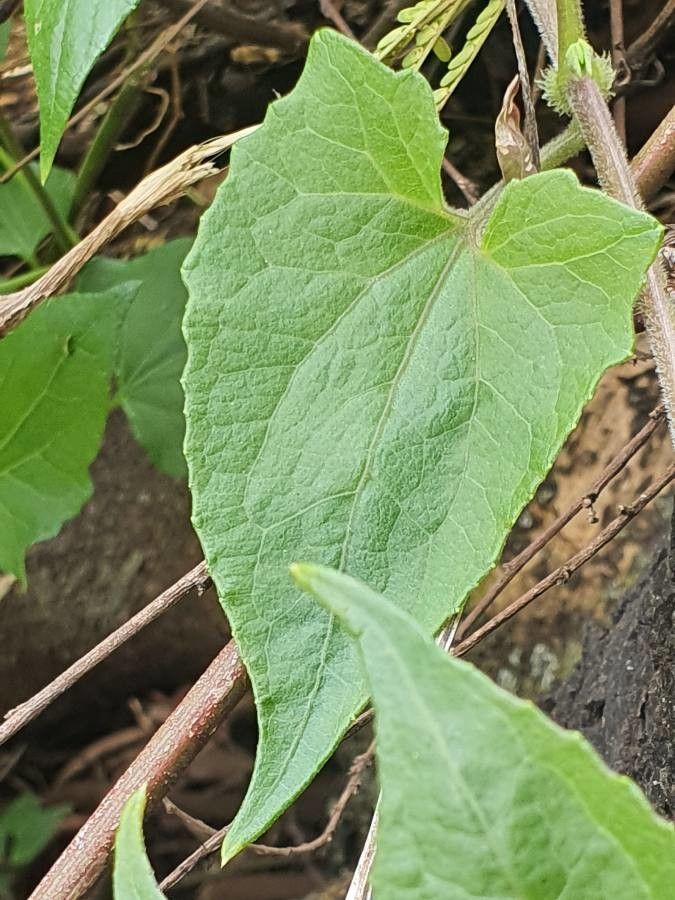 Cineraria deltoidea leaf