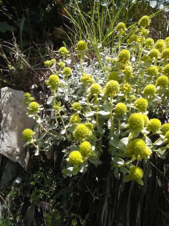 Teucrium aureum fruit