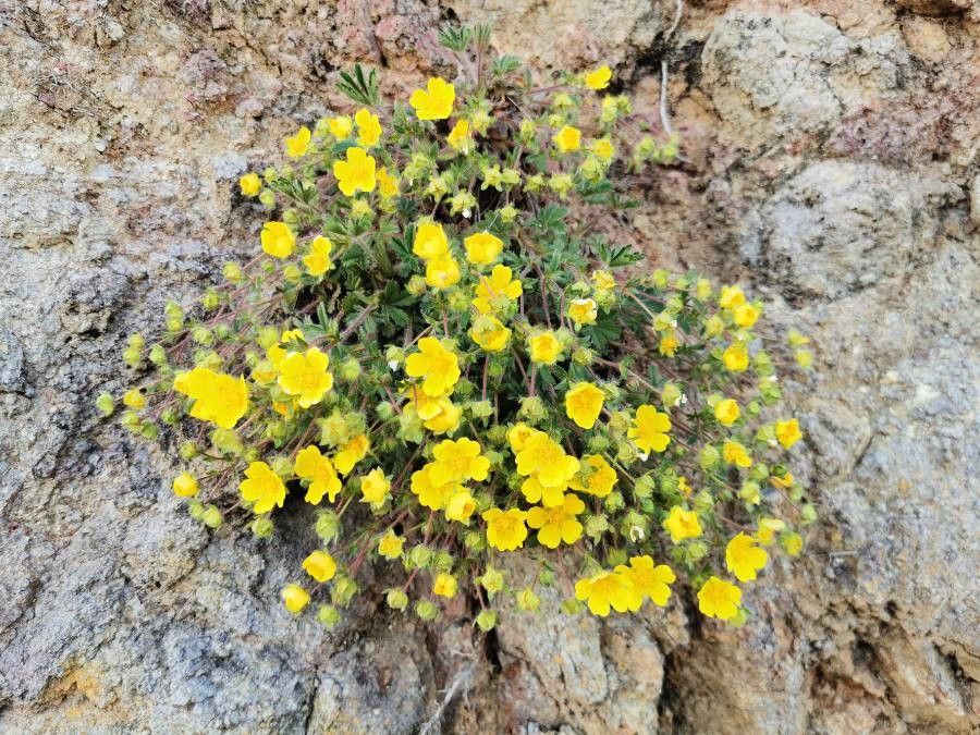 Potentilla crantzii habit