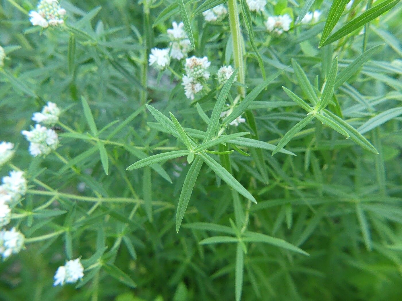 Pycnanthemum virginianum — houseplant care guide