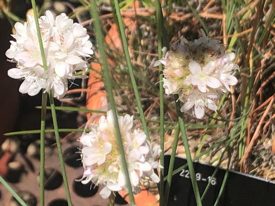 Armeria malacitana flower