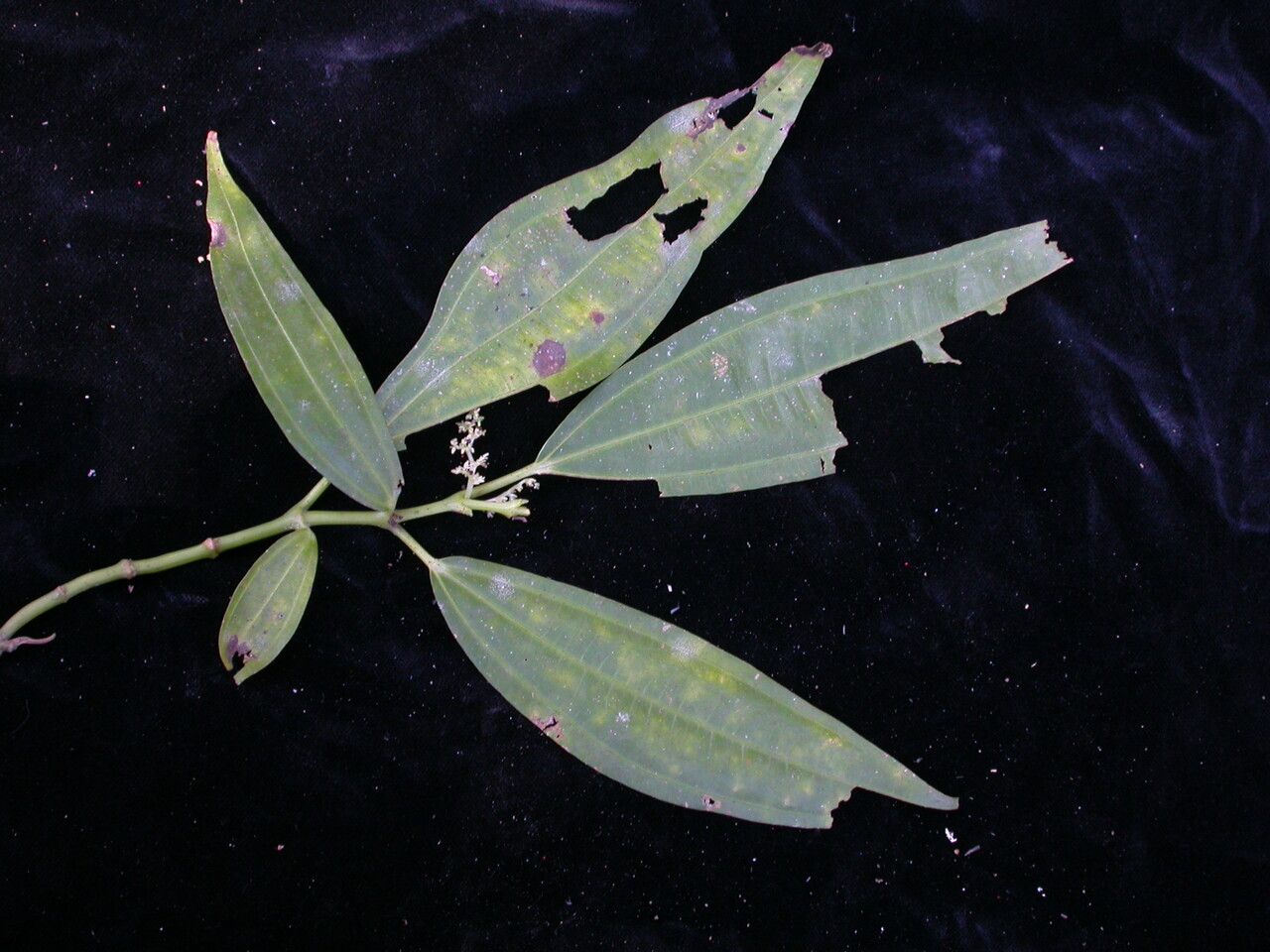 Pilea glaberrima — search result for 'Pilea'