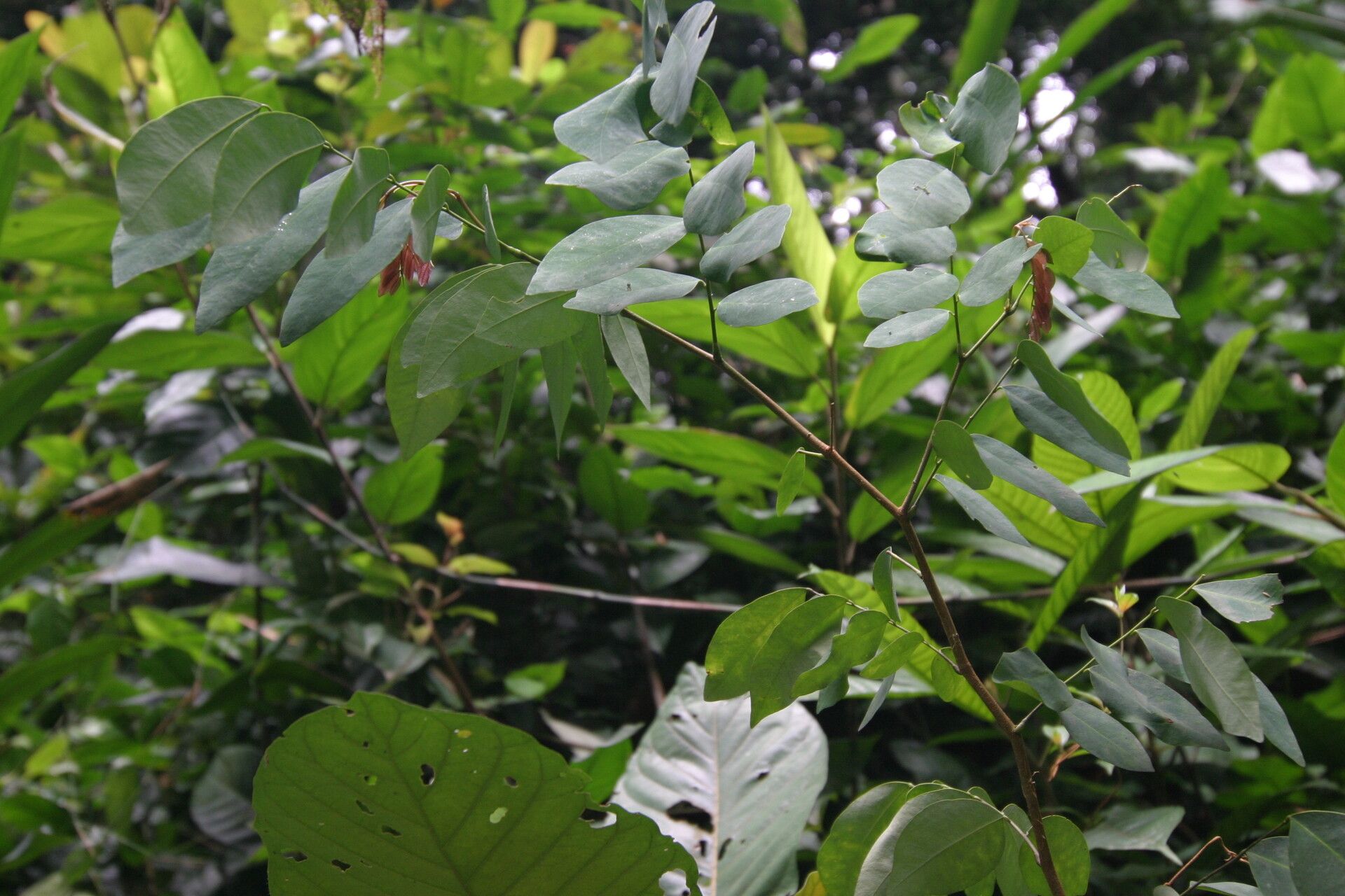 Prioria balsamifera habit
