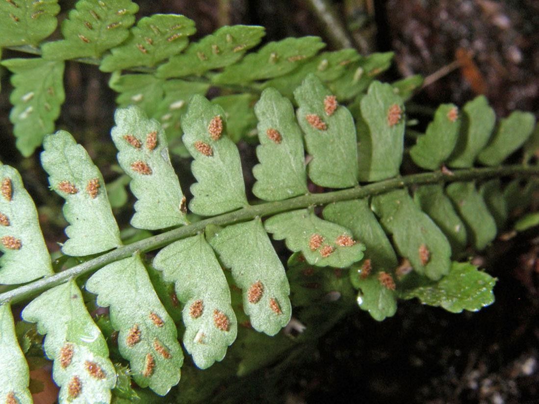 Asplenium pteropus — houseplant care guide