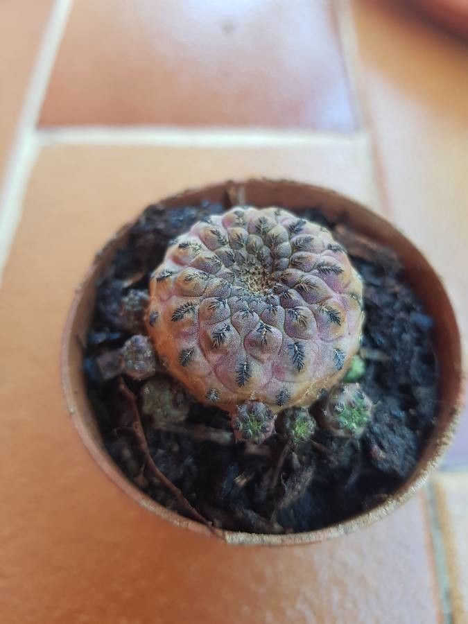 Sulcorebutia canigueralii bark