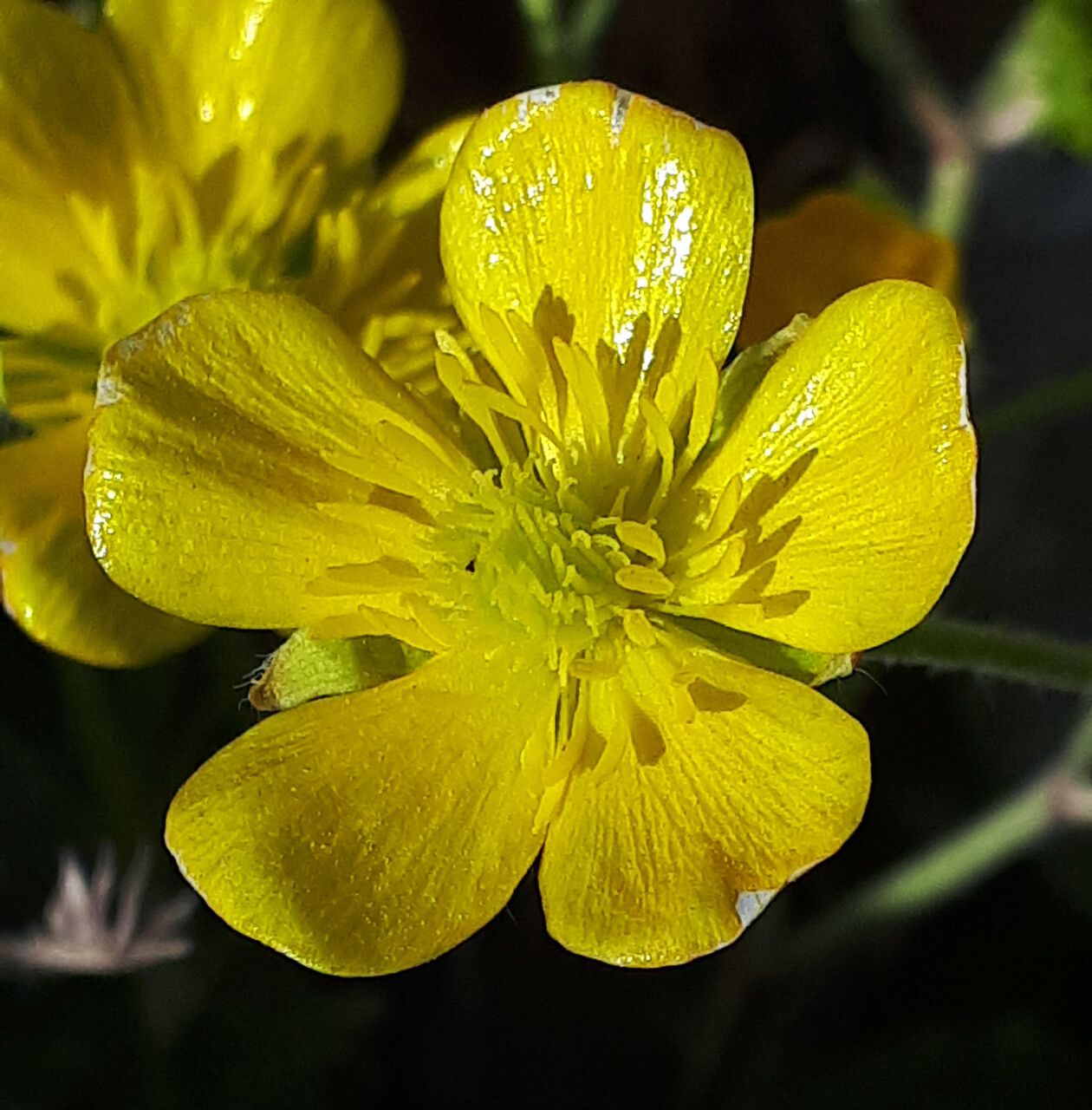 Ranunculus sprunerianus flower