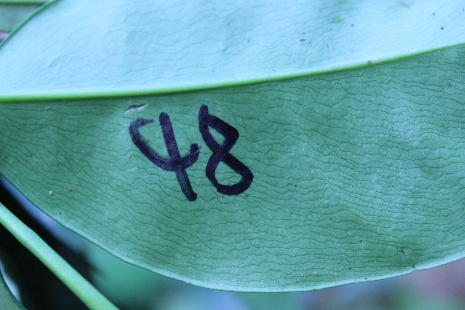 Garcinia mannii — houseplant care guide