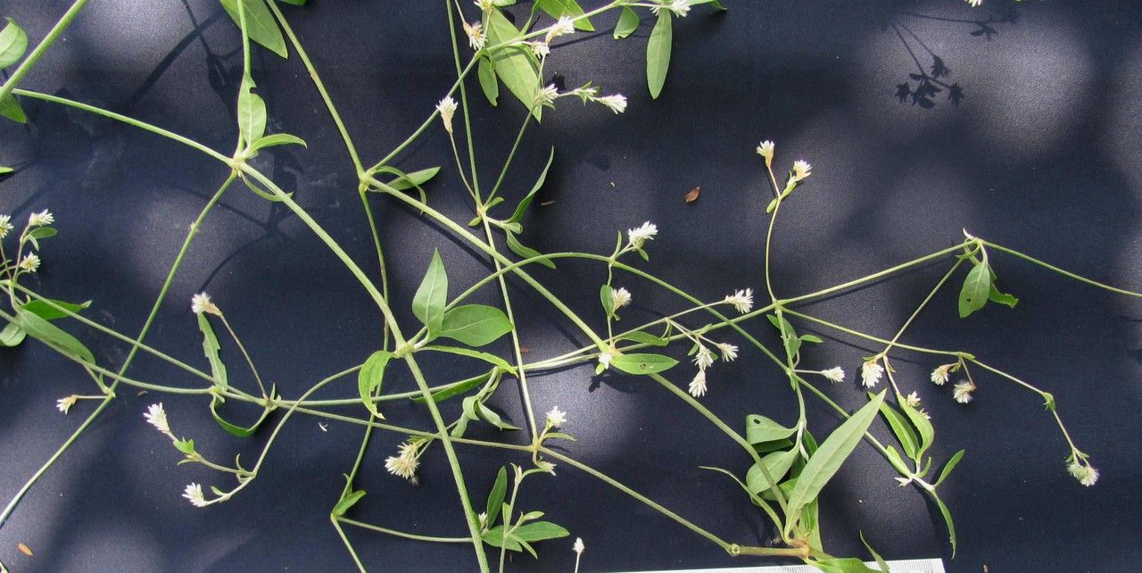 Alternanthera laguroides other