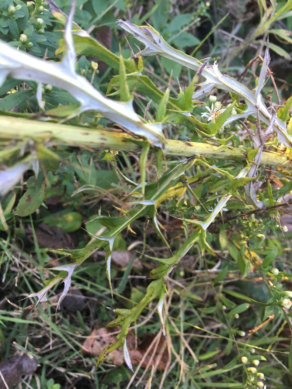Cirsium discolor bark