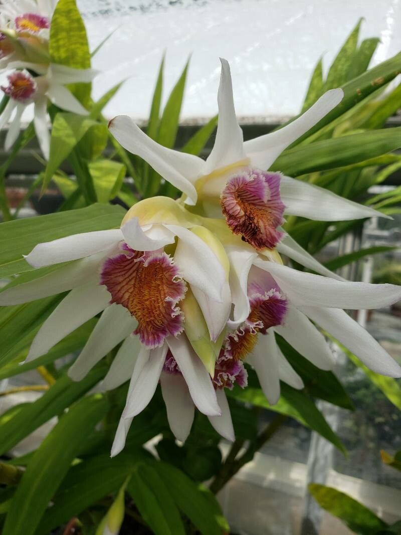 Thunia bensoniae flower