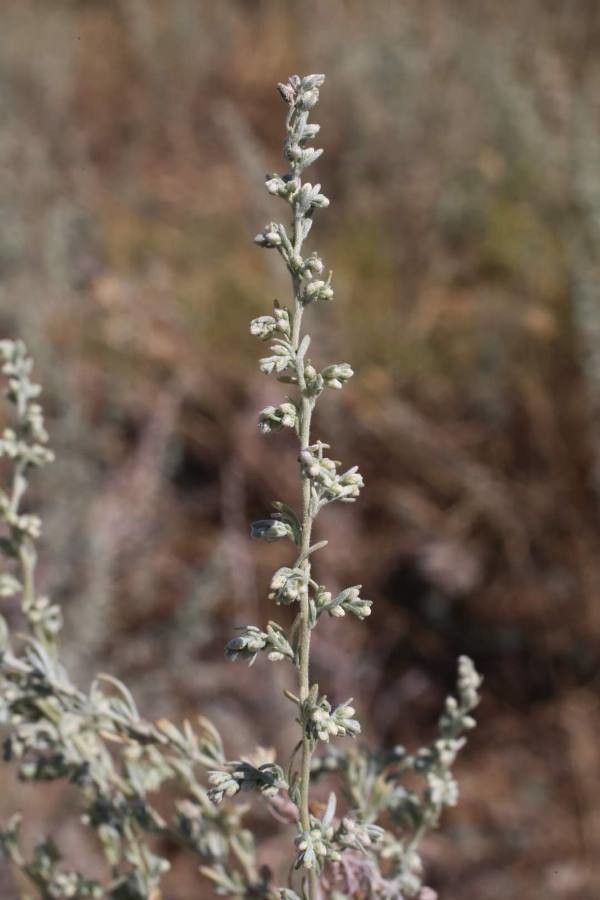 Artemisia austriaca flower