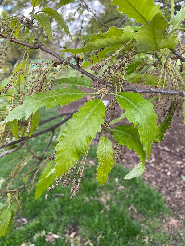 Quercus castaneifolia flower
