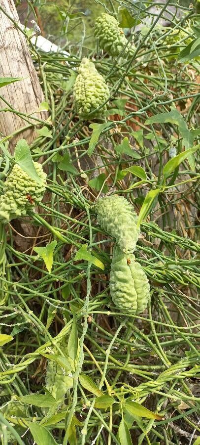Morrenia odorata fruit