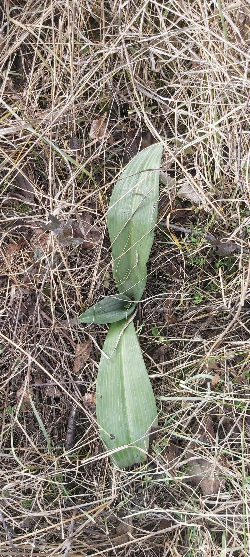 Himantoglossum calcaratum leaf