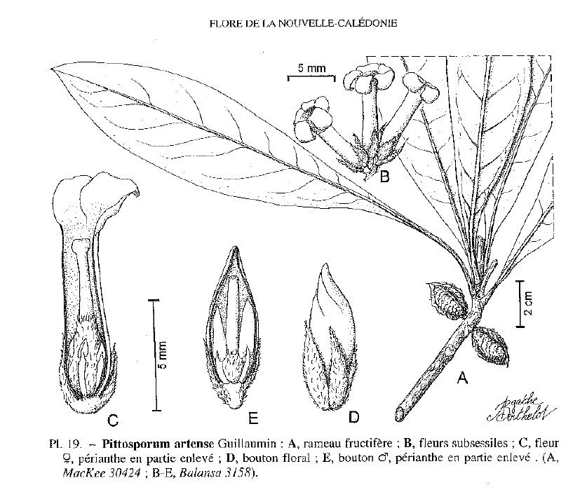Pittosporum artense other