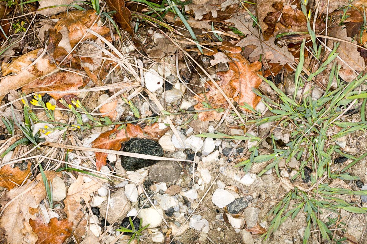 Genista januensis habit