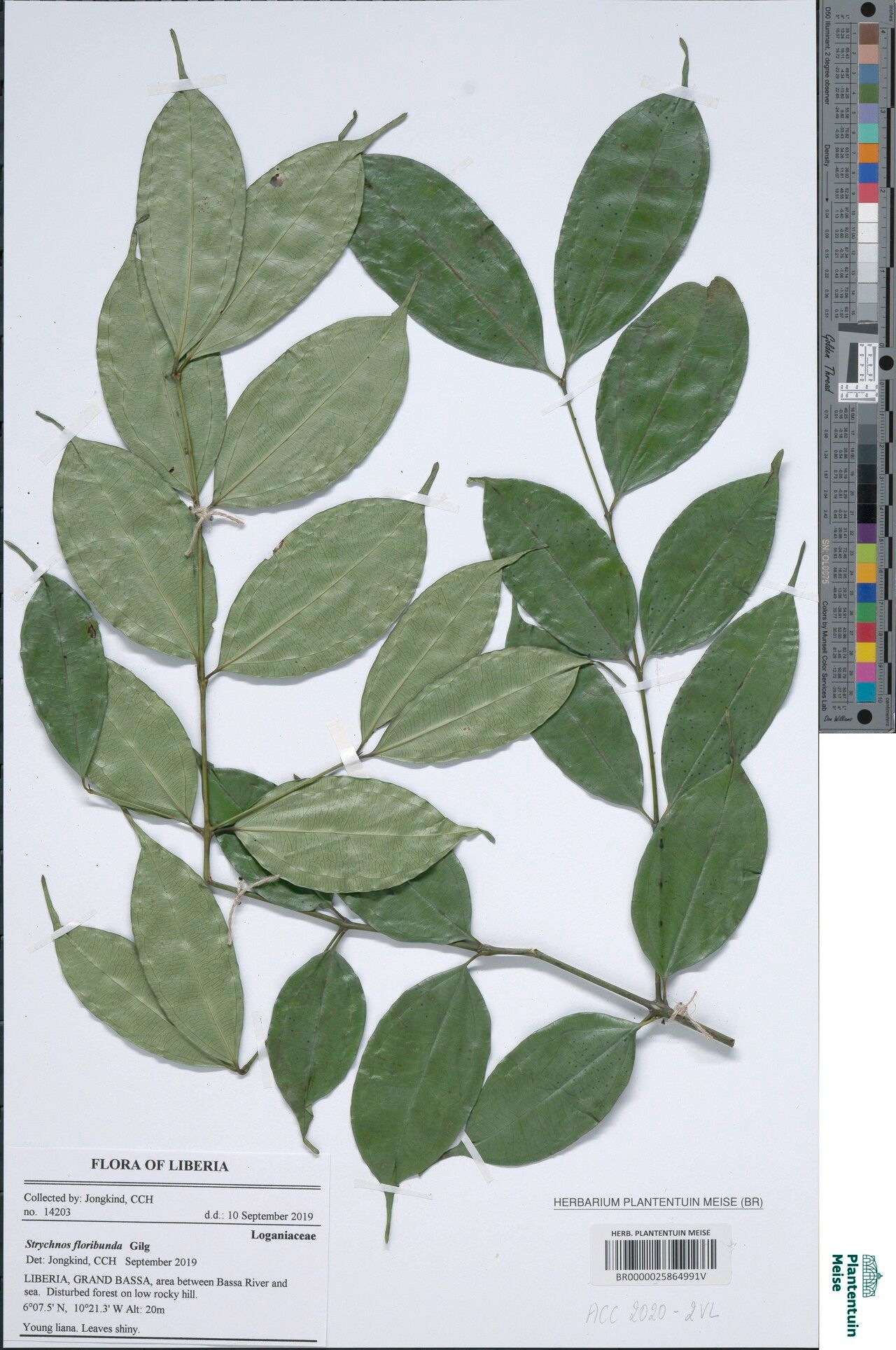 Strychnos floribunda — houseplant care guide