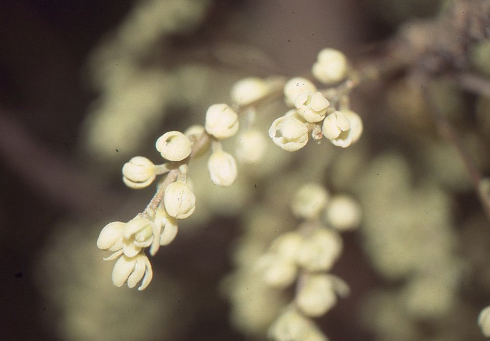 Baccaurea ramiflora flower