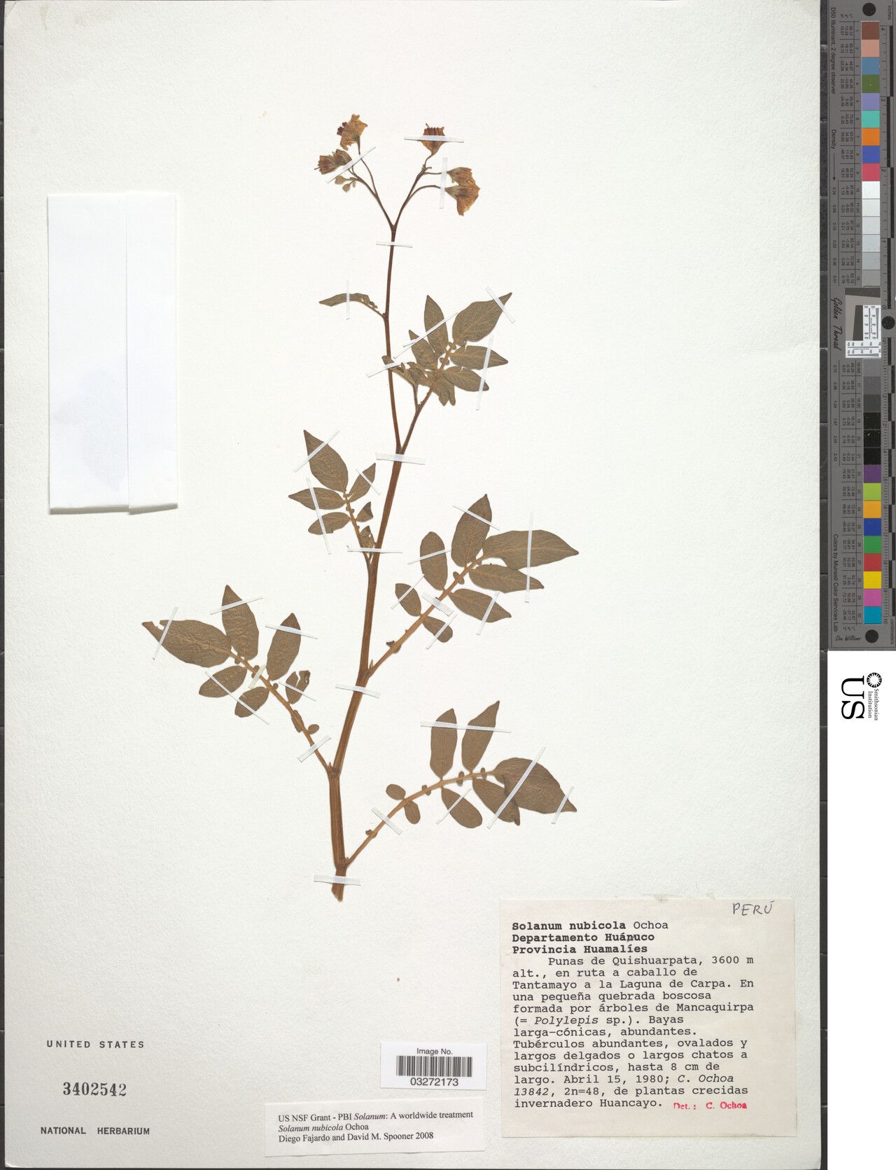 Solanum nubicola — houseplant care guide