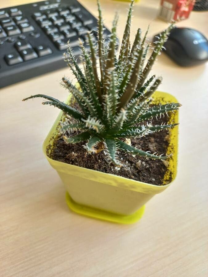 Aloe haworthioides flower