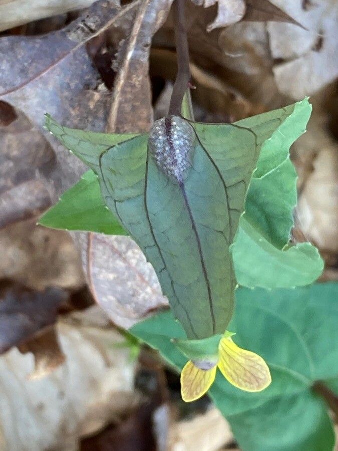 Viola hastata leaf