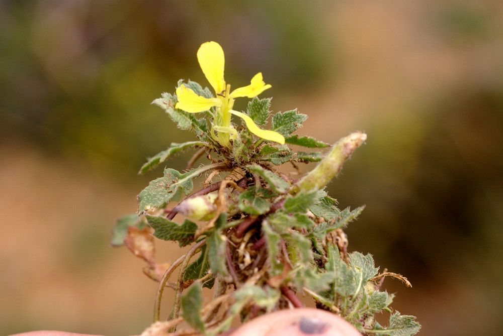 Raffenaldia primuloides — houseplant care guide