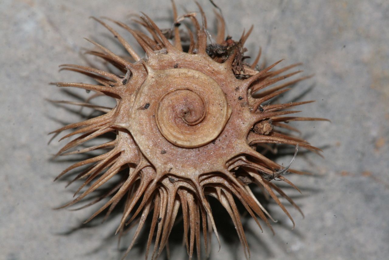 Medicago disciformis fruit