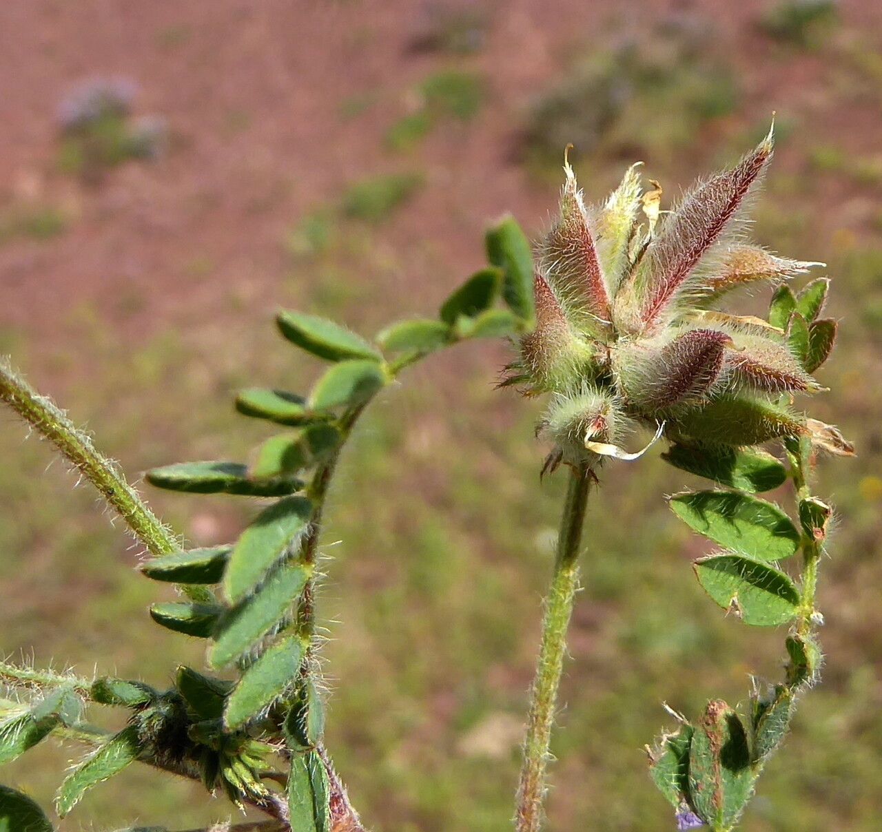 Astragalus stella fruit