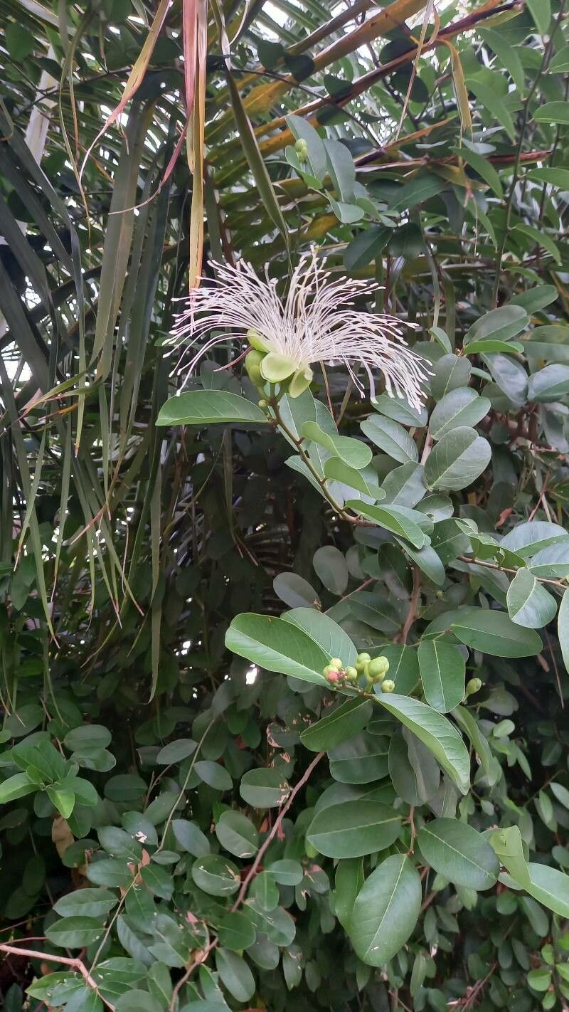 Morisonia hastata — houseplant care guide