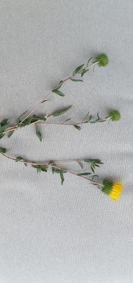 Grindelia camporum — houseplant care guide