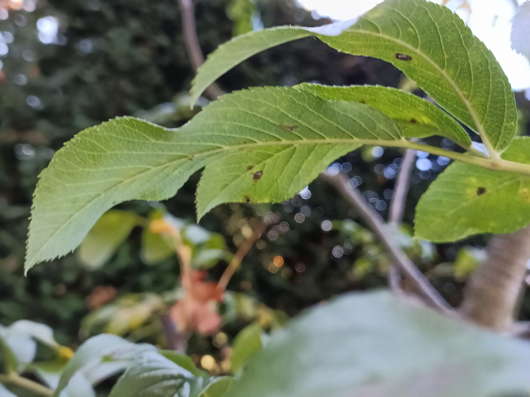 Sorbus wilsoniana leaf