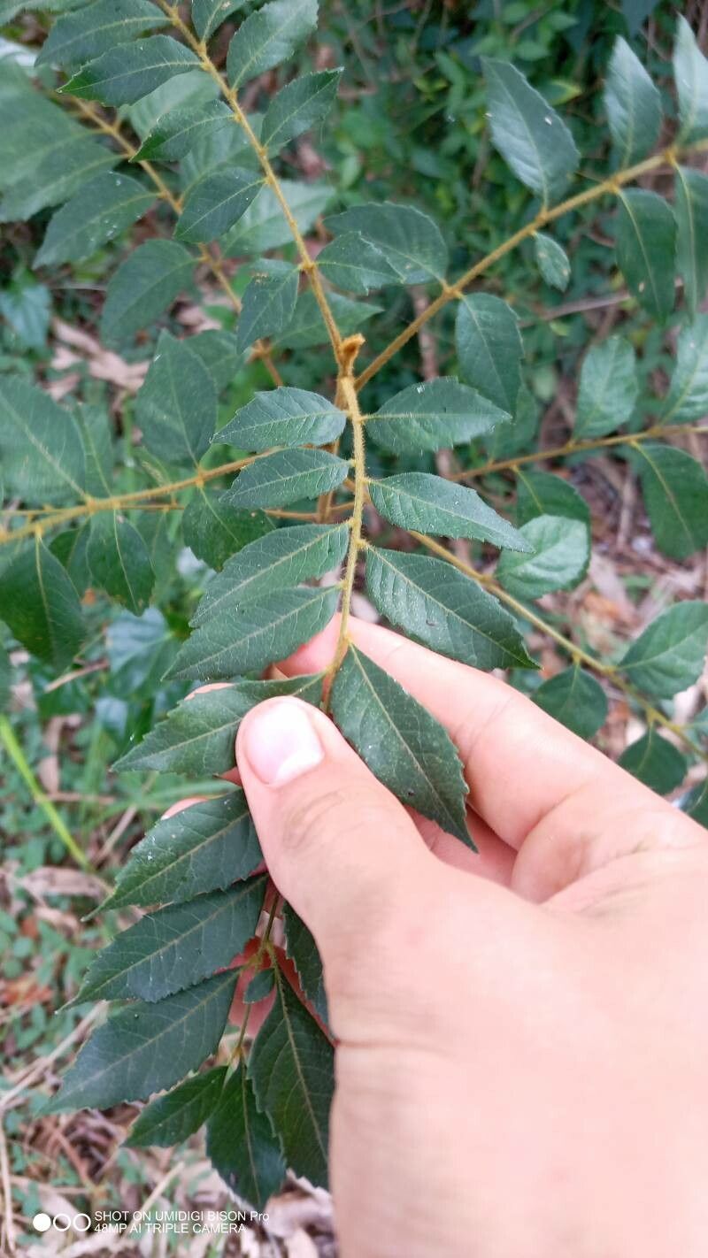 Jagera pseudorhus — search result for 'Sapindaceae'