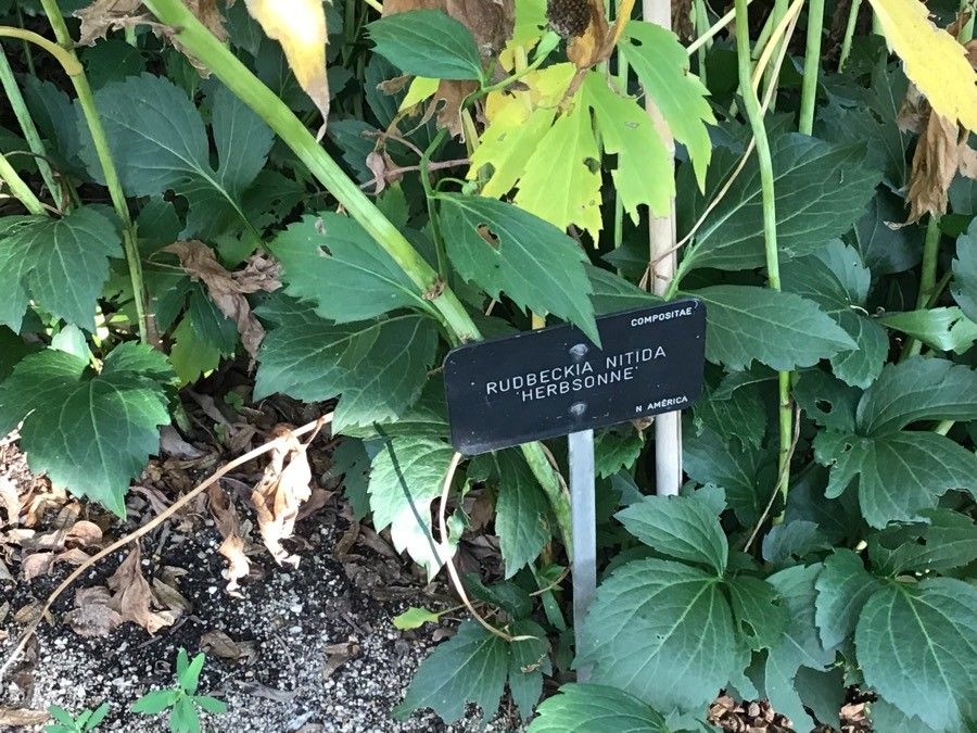 Rudbeckia nitida — houseplant care guide