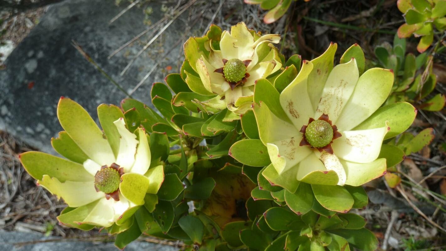 Leucadendron strobilinum flower