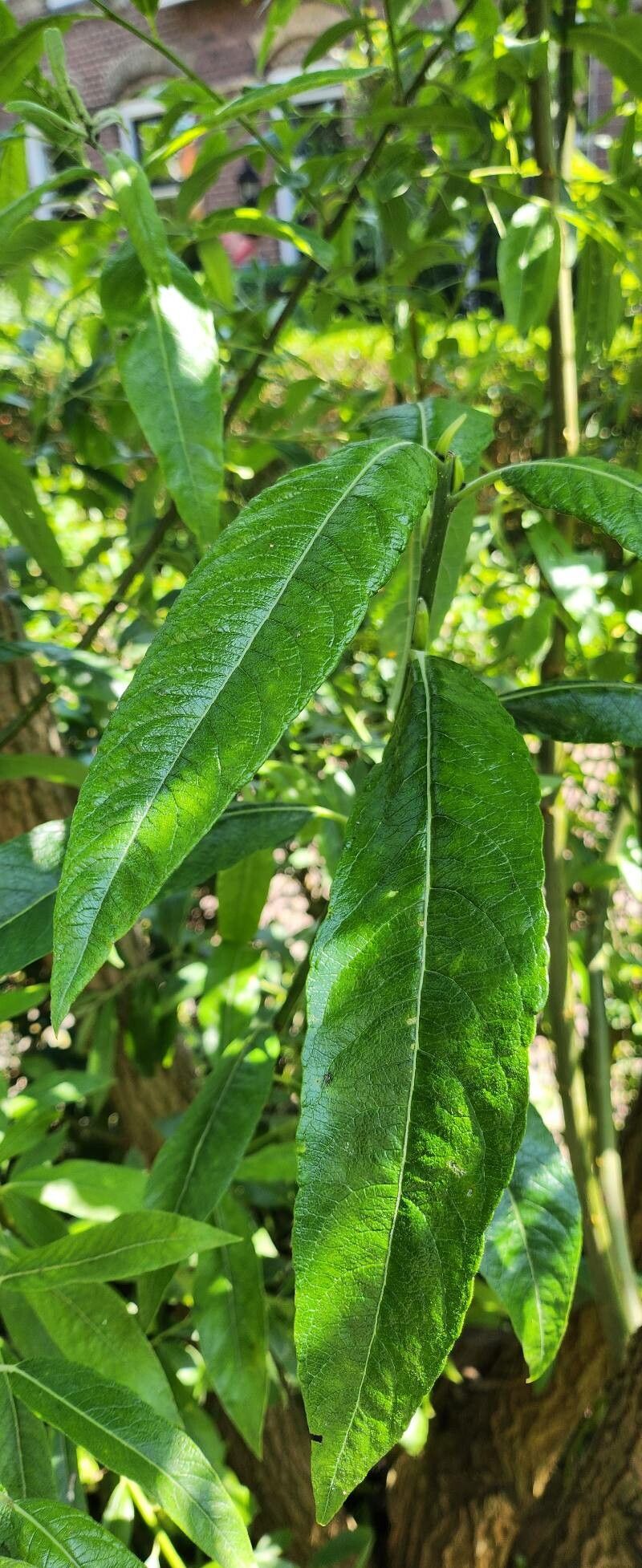 Salix x smithiana leaf