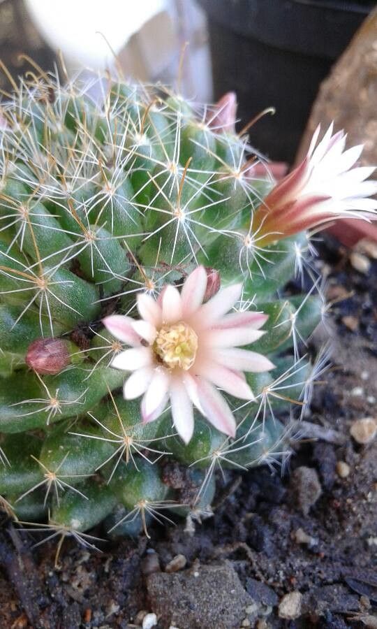 Mammillaria thornberi bark