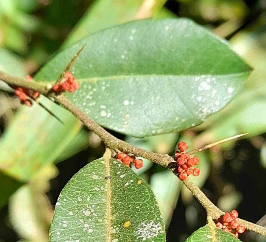 Castela tweediei flower
