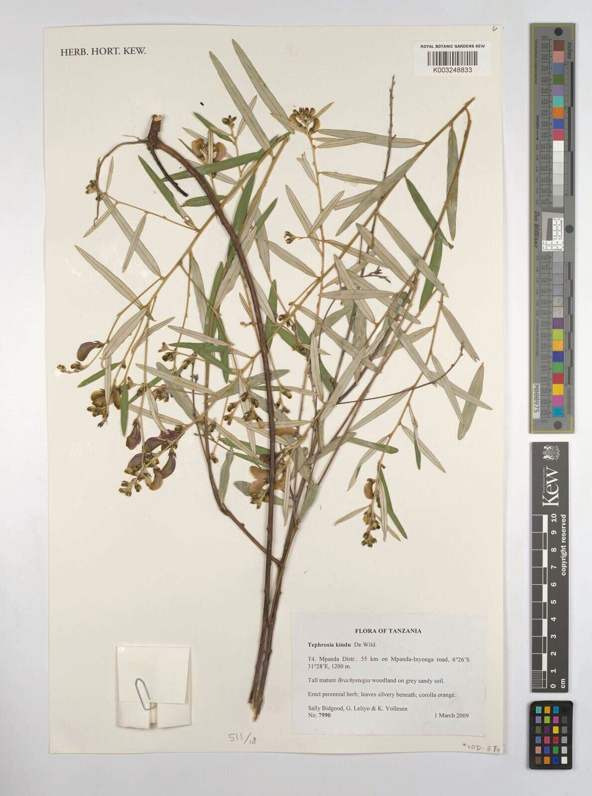 Tephrosia kindu — search result for 'Tephrosia'