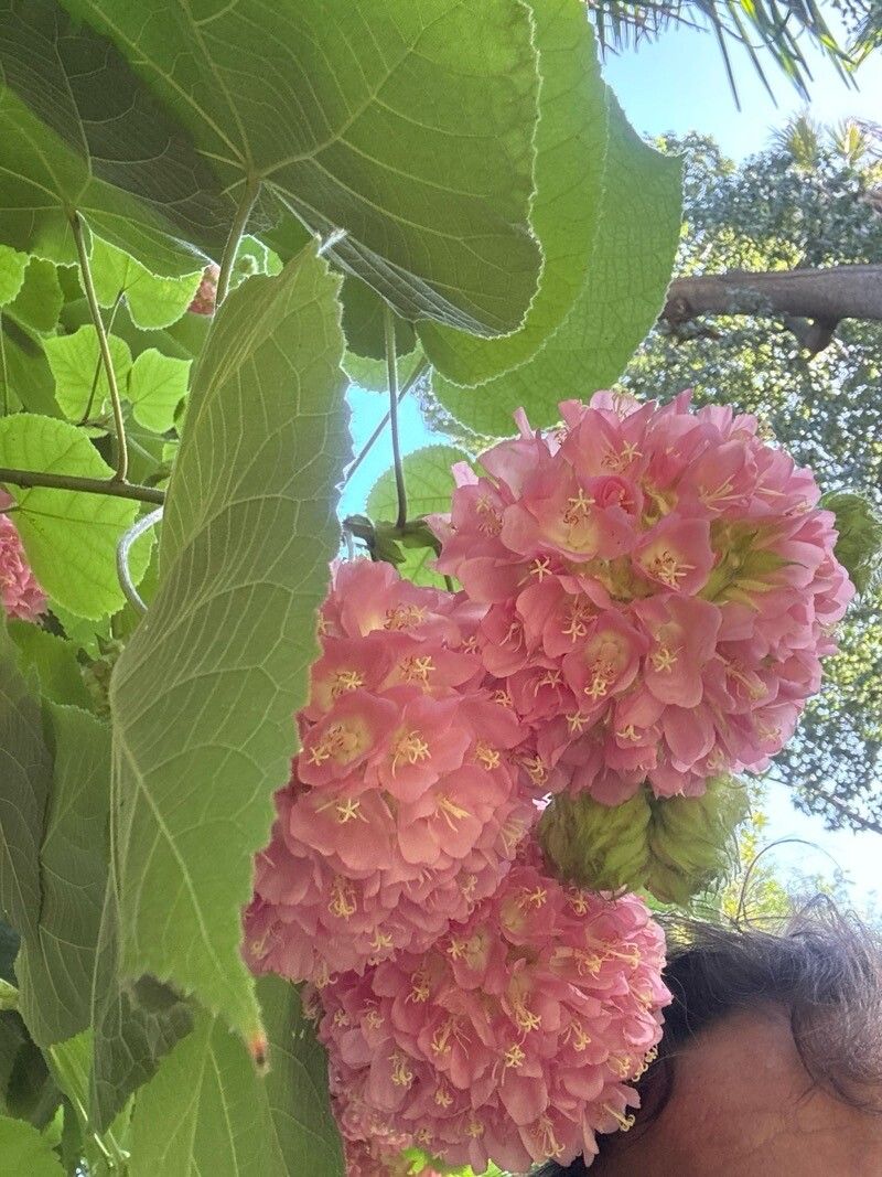 Dombeya × cayeuxii flower