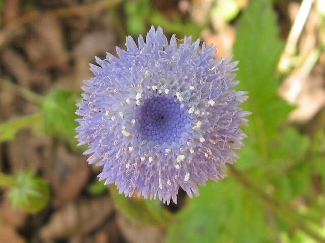 Crassocephalum rubens — houseplant care guide