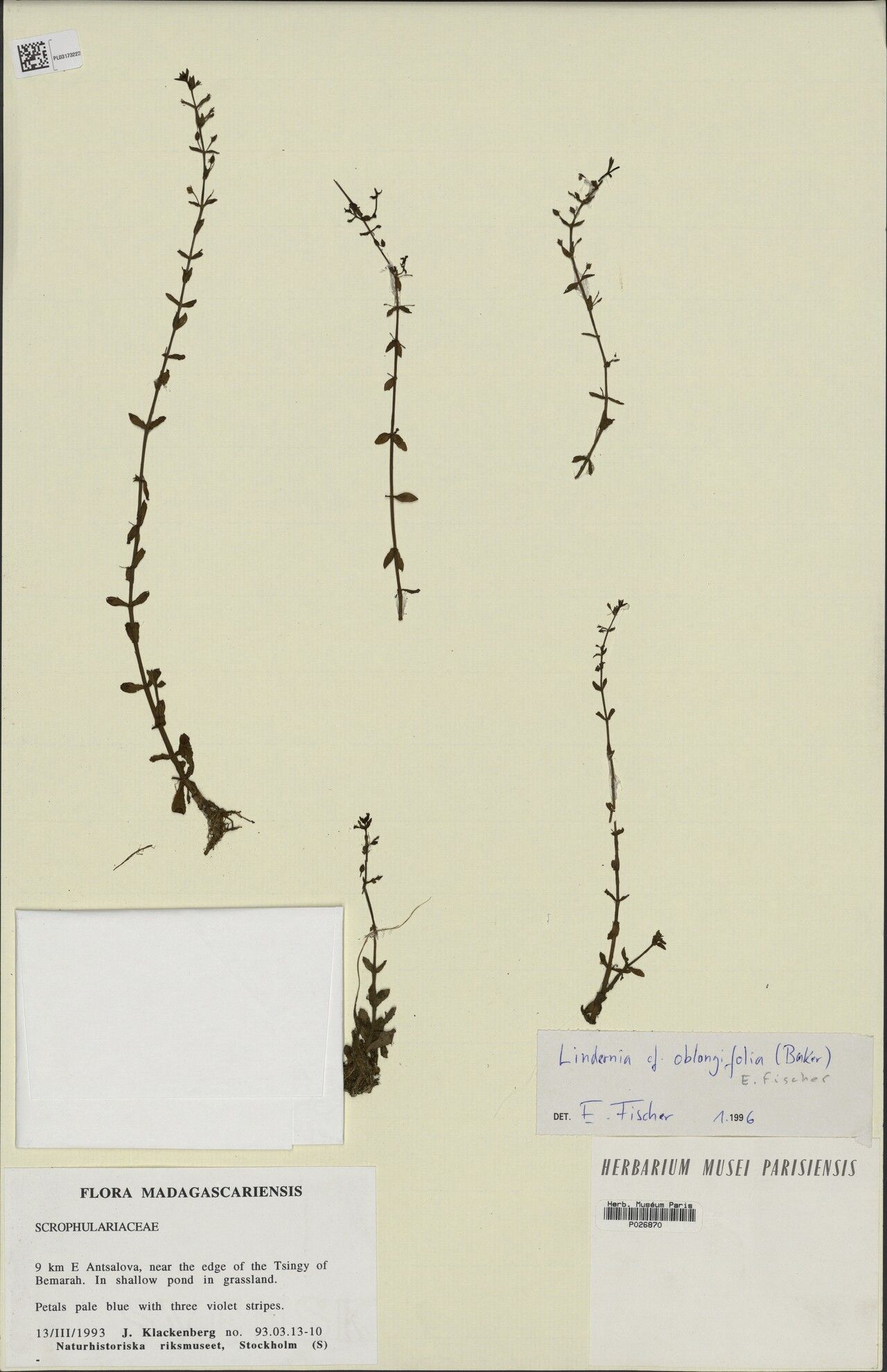 Lindernia viguieri — houseplant care guide