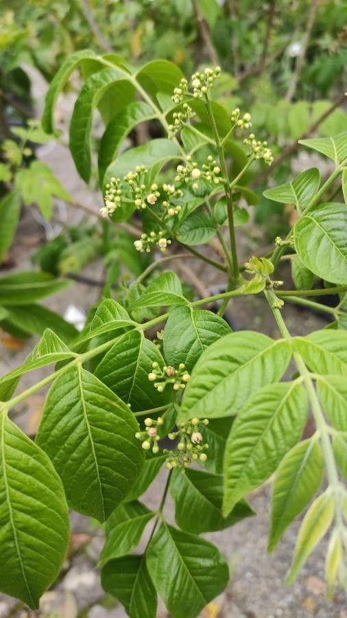 Picrasma excelsa flower