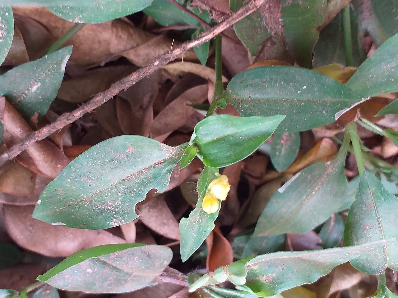 Commelina africana habit