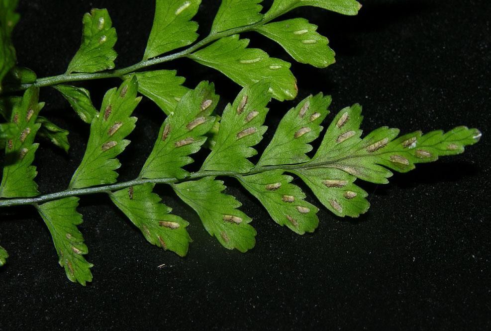Asplenium hostmannii other