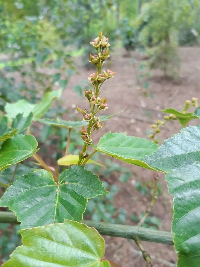 Acer rubescens fruit