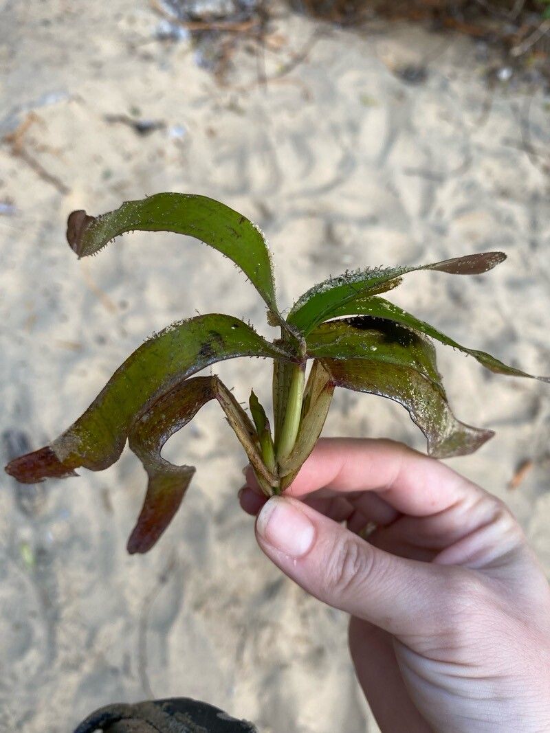 Thalassia hemprichii — related species from the same genus