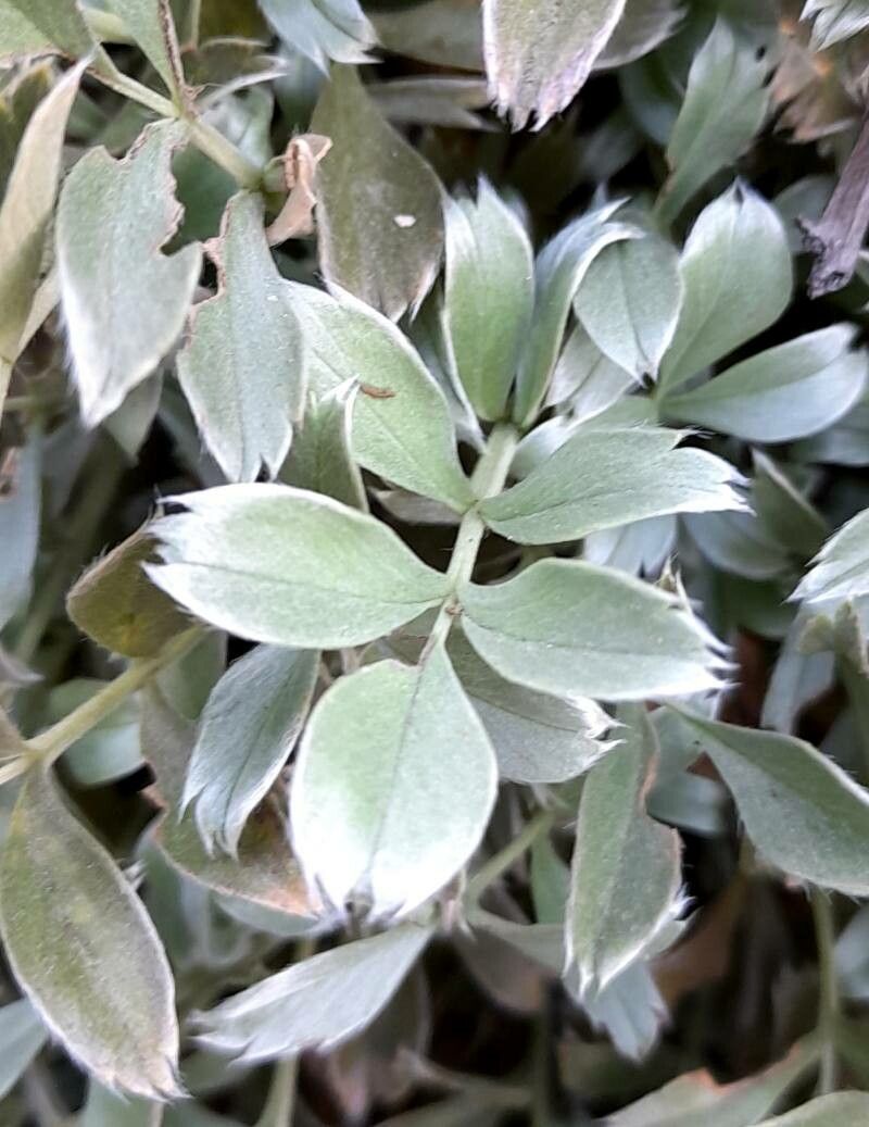 Acaena integerrima — houseplant care guide