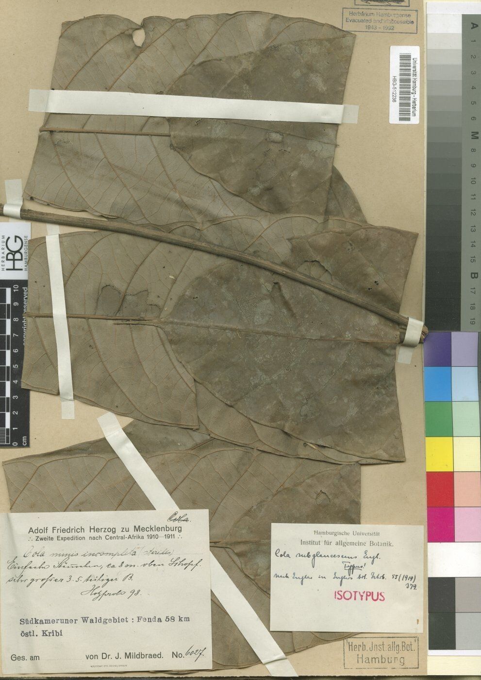 Cola subglaucescens — houseplant care guide