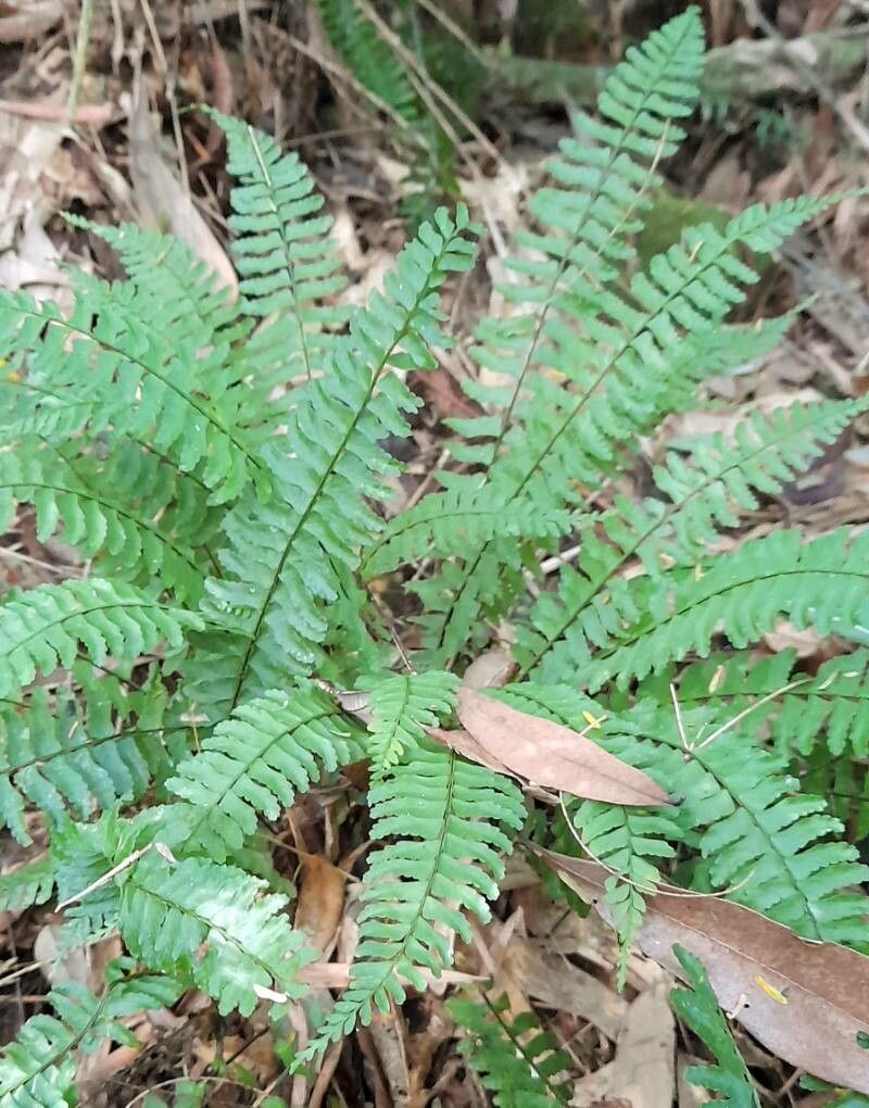 Asplenium claussenii habit